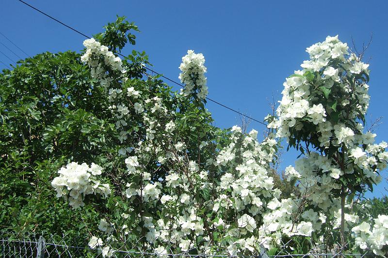 2011-05- (631).JPG